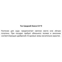 Тис средний Хикси ø9 h15 см