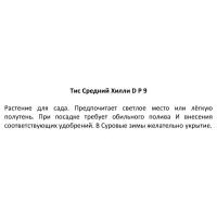 Тис средний Хилли ø9 h15 см