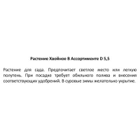 Растение хвойное в ассортименте ø5.5 h10 см