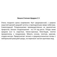 Вишня степная ø18 h100 см