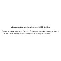 Драцена Джанет Линд ø24 h90-110 см