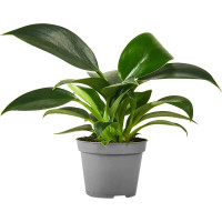 Филодендрон Вайт Мэже ø6 h10 см