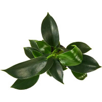 Филодендрон Вайт Мэже ø6 h10 см