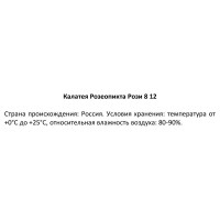 Калатея Розеопикта Рози ø6 h12 см