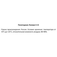 Пахиподиум Ламери ø6 h15 см