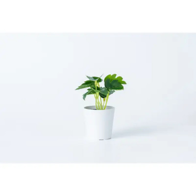 Искусственное растение Эллисон 4x12 см