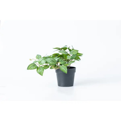 Искусственное растение Дарси 9x20 см