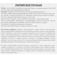 Лилия восточная махровая Лотус пьюр луковица 14/16