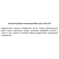 Кактус и суккулент Коллекция микс ø6.5 h8 см