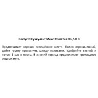 Кактус и суккулент Этикетка микс ø6.5 h8 см