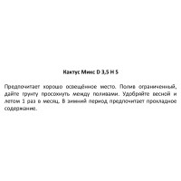 Кактус микс ø3.5 h5 см