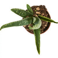 Алоэ вера ø6.5 h8 см