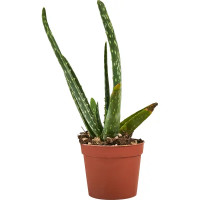 Алоэ вера ø6.5 h8 см