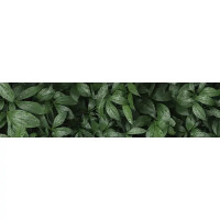 Стеновая панель Botanical Gar 240x60x0.4 см алюминиевая композитная