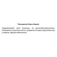 Плектрантус Нико ø21 h60 см
