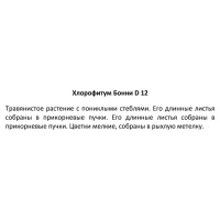 Хлорофитум Бонни ø12 h10 см