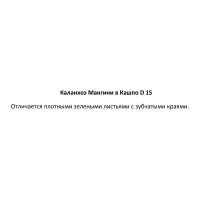 Каланхоэ Мангини ø15 h20 см