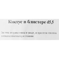 Кактус ø5.5 h10 см