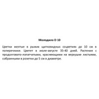 Молодило ø10 h10 см