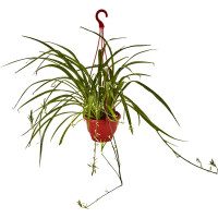 Хлорофитум микс ø16 h25 см