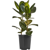 Фикус каучуконосный Робуста o21 h60 см