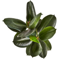 Фикус каучуконосный Робуста o21 h60 см