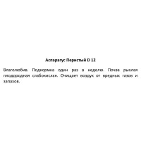 Аспарагус перистый o12 h25 см