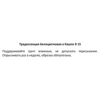 Традесканция белоцветковая в кашпо o15 h30 см