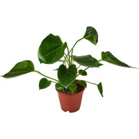 Антуриум Андрианум o12 h25 см