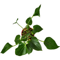 Антуриум Андрианум o12 h25 см