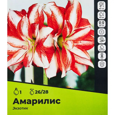 Амариллис Экзотик луковицы 26/28