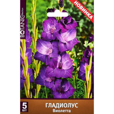 Гладиолус крупноцветковый Виолетта 100 мм