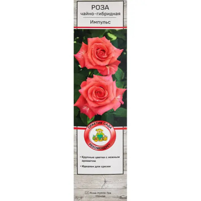 Роза чайно-гибридная Импульс ø5 h35 см