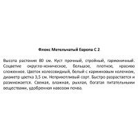 Флокс метельчатый (С2)