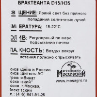 Брактеанта ø15 h35 см Агрокомбинат Московский