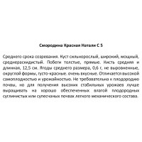 Смородина красная в сортах (V5л)