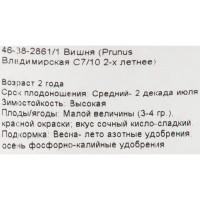 Вишня Владимирская С7-С10 двухлетняя