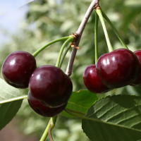 Вишня Владимирская С7-С10 двухлетняя