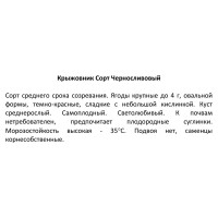 Крыжовник «Чернослив» С25, 2 года, диаметр 15 см, высота 30 см