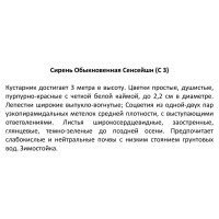 Сирень обыкновенная «Сенсейшн», контейнер 2-3 л