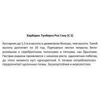 Барбарис Тунберга «Роз Глоу» 2 л h20 см
