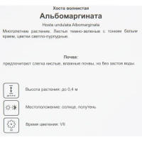 Хоста волнистая «Альбомаргината» 2 л h20 см