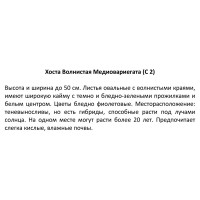 Хоста волнистая «Медиовариегата» 2 л h20 см