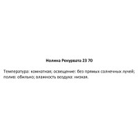 Нолина рекурвата d23 h70