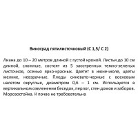 Виноград пятилисточковый 15x30 см