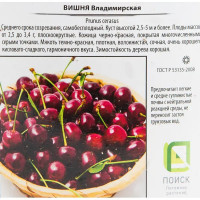 Вишня «Владимирская» 25x130 см