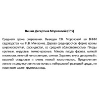 Вишня «Десертная Морозовой» 25x130 см