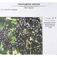 Смородина чёрная «Экзотика» 17x30 см