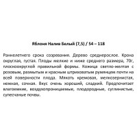 Яблоня «Налив белый» 25x120 см