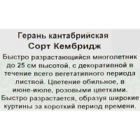 Герань кантабрийская «Кембридж» 15x20 см
